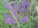 salvia