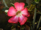 Adenium obesum Anouk (2015, May 01)