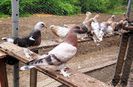 image (6)