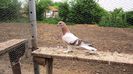 image (12)