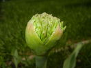 Allium schubertii (2015, May 05)