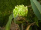 Allium schubertii (2015, May 05)