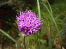 Allium Purple Sensation (2015, May 03)