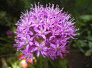 Allium Purple Sensation (2015, May 03)