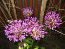 Allium Purple Sensation (2015, May 03)