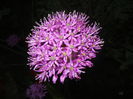 Allium Purple Sensation (2015, May 03)