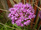Allium Purple Sensation (2015, May 05)