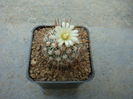 Echinofossulocactus albatus (A.Dietr.) Britton & Rose 1922.