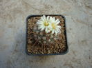 Echinofossulocactus albatus (A.Dietr.) Britton & Rose 1922.