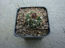 Echinofossulocactus dichroacantus (Mart. ex Pfeiff.) Britton & Rose 1922.