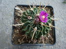 Echinofossulocactus lamellosus (A.Dietr.) Britton & Rose 1922.