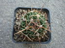 Echinofossulocactus lamellosus (A.Dietr.) Britton & Rose 1922.