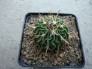 Echinofossulocactus lamellosus (A.Dietr.) Britton & Rose 1922.