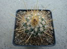 Echinofossulocactus ochoterenaus 'sphacelatus'