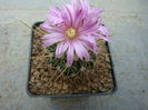 Echinofossulocactus ochoterenaus (Tieg.) Whitmore 1934 %u2019rosasianus%u2019 (4)
