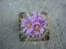 Echinofossulocactus ochoterenaus 'rosasianus'