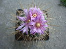 Echinofossulocactus ochoterenaus  ’rosasianus’