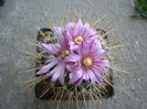 Echinofossulocactus ochoterenaus  ’rosasianus’