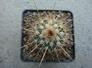 Echinofossulocactus ochoterenaus  ’rosasianus’