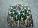 Echinofossulocactus ochoterenaus ’sphacelatus’