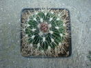 Echinofossulocactus ochoterenaus ’sphacelatus’