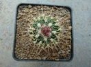Echinofossulocactus ochoterenaus ’sphacelatus’