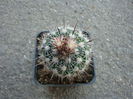 Echinofossulocactus ochoterenaus (Tieg.) Whitmore 1934.