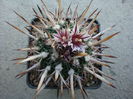 Echinofossulocactus pentacanthus (Lem.) Britton & Rose 1922.