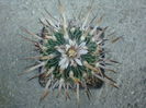 Echinofossulocactus pentacanthus (Lem.) Britton & Rose 1922.