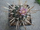 Echinofossulocactus tricuspidatus (Scheidw.) Britton & Rose1922.