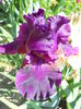 DSCN6875