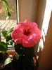 ADONICUS PINK