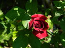 DSCN6686