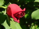 DSCN6688