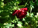 DSCN6690