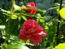 DSCN6706