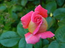 DSCN6743