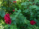 DSCN6749