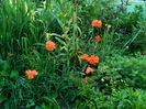 DSCN6750