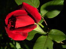 DSCN6758