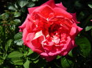 DSCN6779