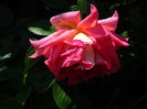 DSCN6785