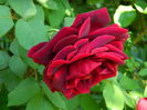 DSCN6795