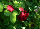DSCN6796