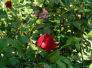 DSCN6797