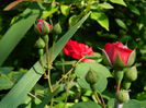 DSCN6805