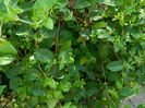 DSCN6808