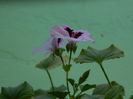 DSCN6839