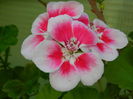 DSCN6845