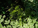 DSCN6867